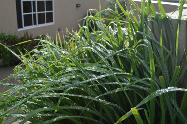 water drops on lemongrass